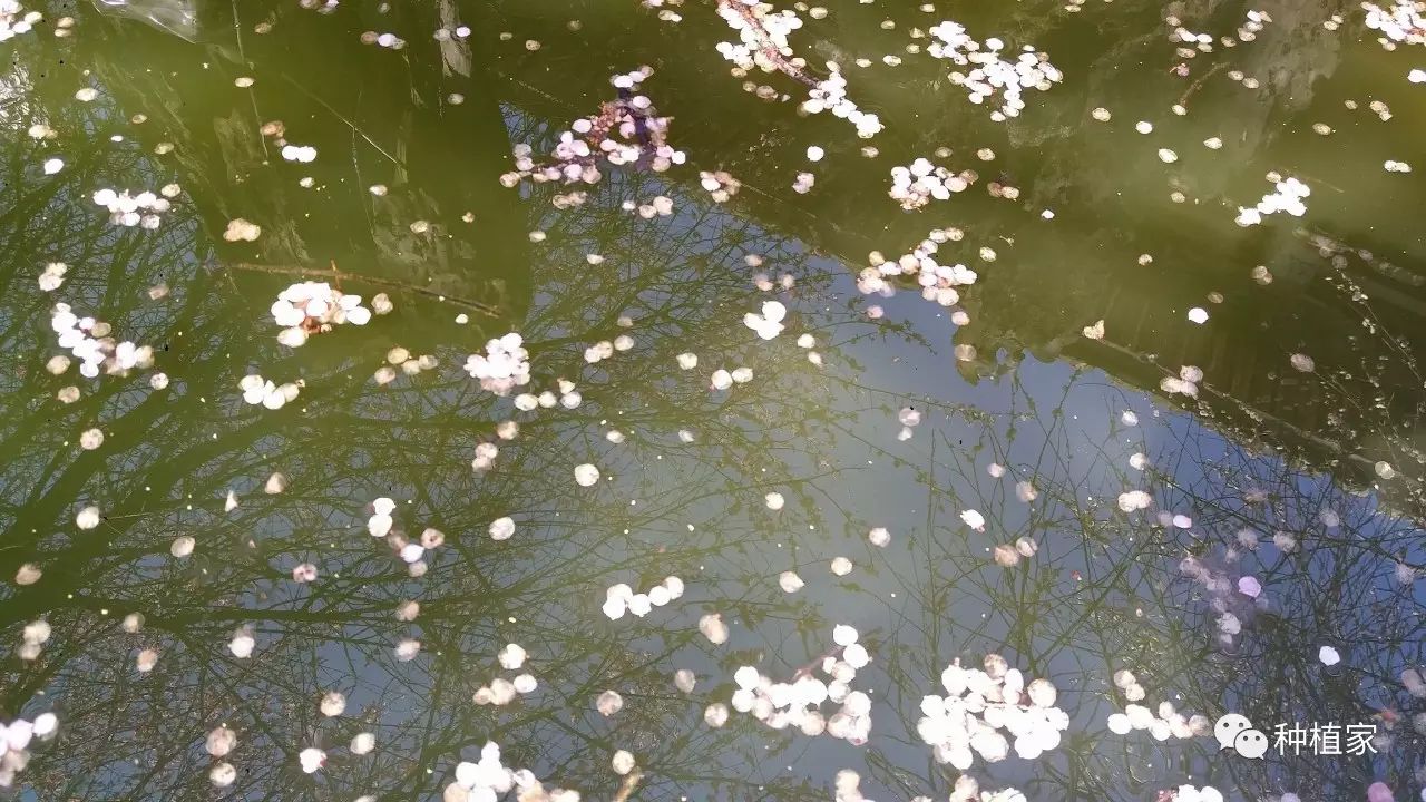 一阵风儿吹过,花瓣似飞雪般扑梭梭地落在池水上