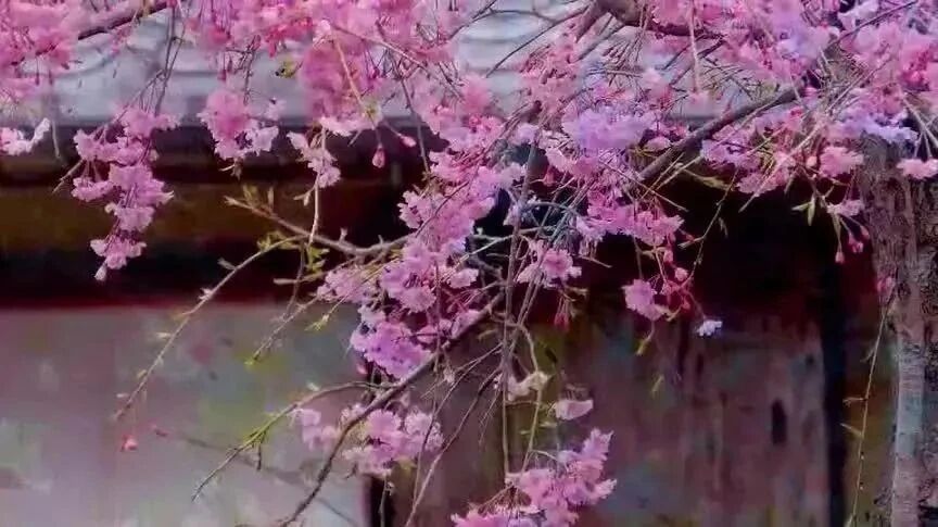 晨曦曲·早安｜（04月13日）