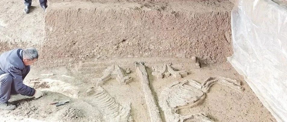 南阳考古重大发现“不见冢”：“天子驾六”横空出世！