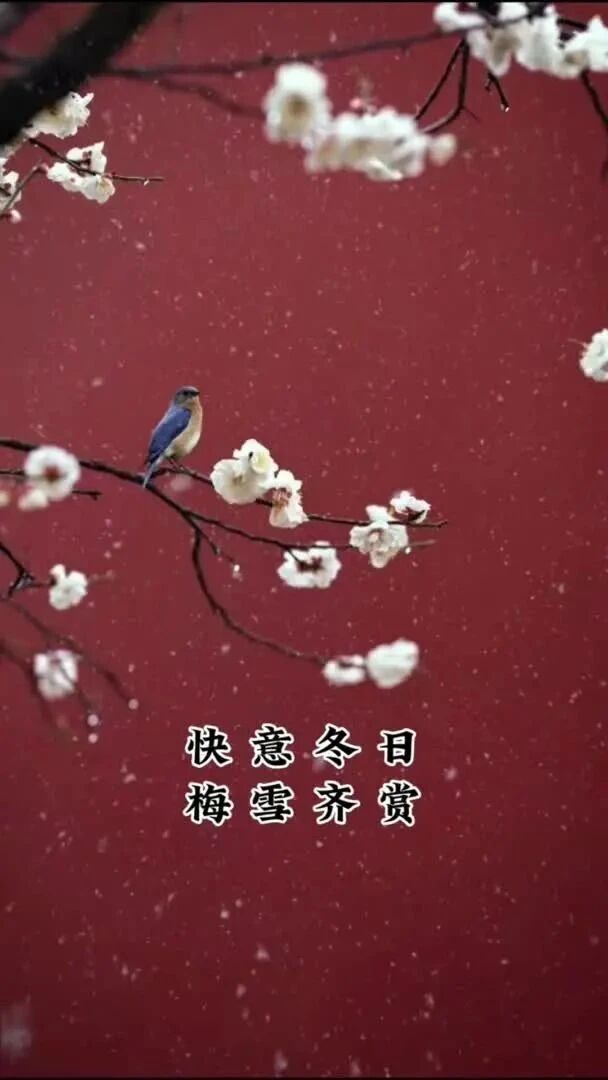 情景文案：与梅并作十分春