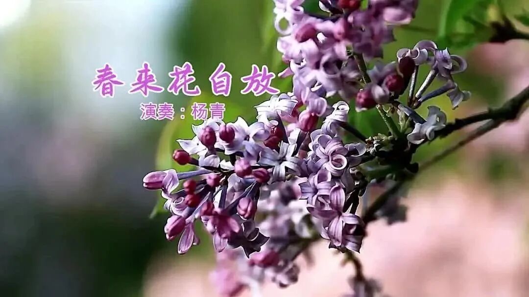 古琴曲欣赏《春来花自放》演奏：杨青