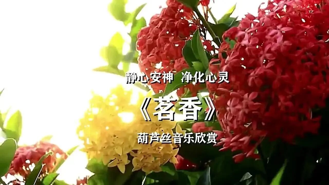 葫芦丝音乐《茗香》静心安神，净化心灵