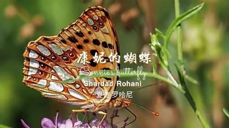 康妮的蝴蝶⭐世界蝴蝶大全，好美！