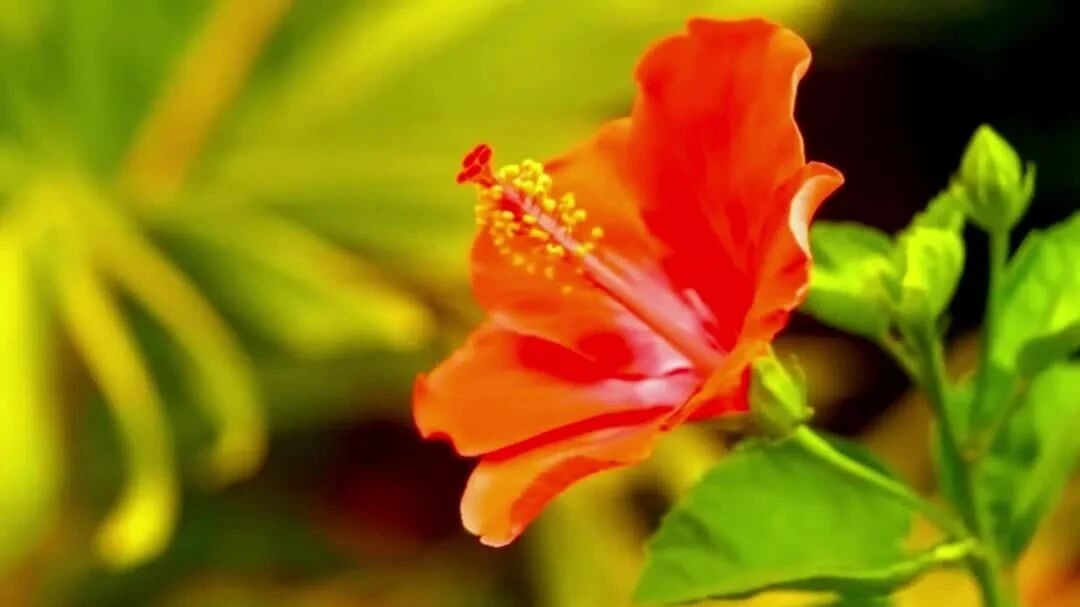 收录于合集⭐七夕：愿你遇良人，许你常欢喜！