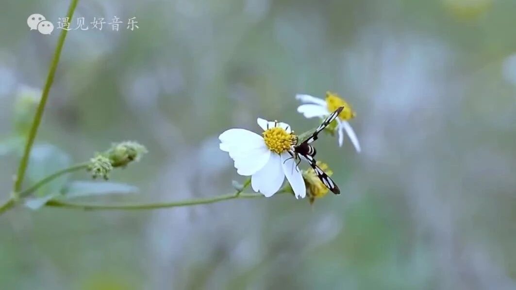 收录于合集⭐周二问候：愿您天天开心，顺心顺意！