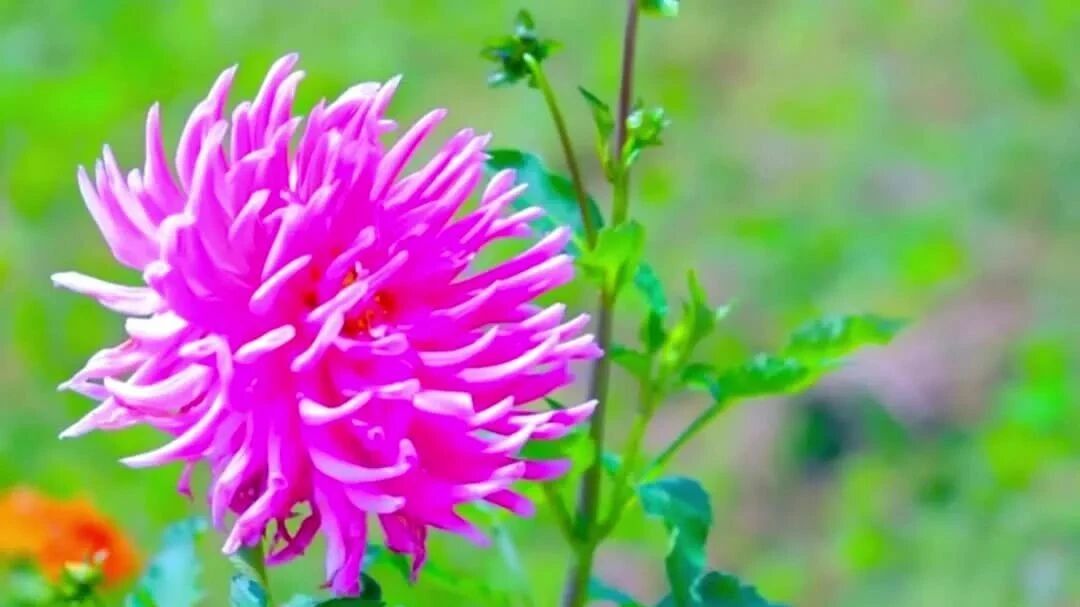 新的一周，愿美好与你一路同行！