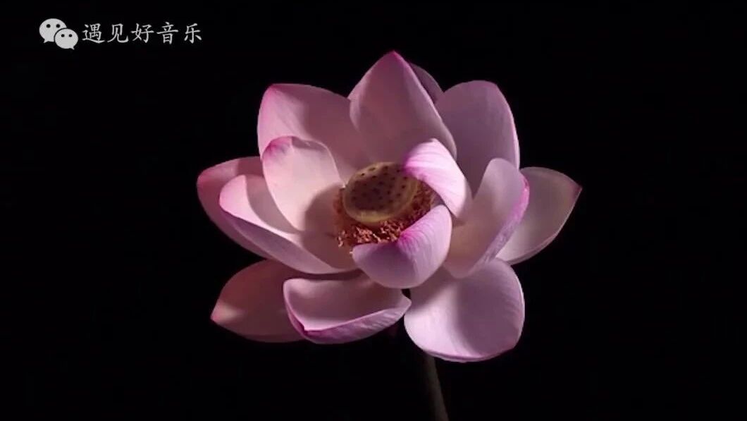 赠人玫瑰，手有余香！如果喜欢，请点在看~👇👇👇⭐音乐早茶：淡若晨风，万物皆空