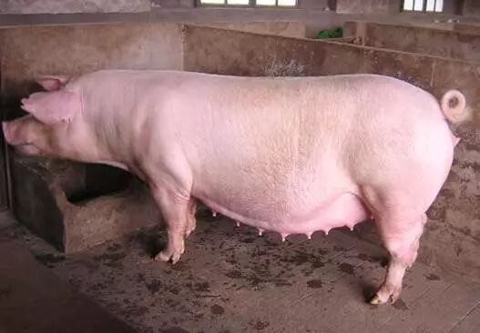 小编教你一招:不用B超也知道母猪是否怀孕,甚至知道能产多少!-怀孕期