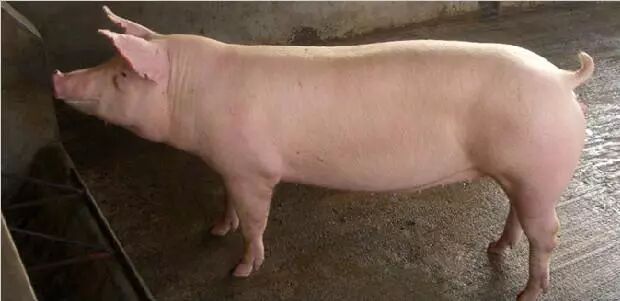 小编教你一招:不用B超也知道母猪是否怀孕,甚至知道能产多少!-怀孕期