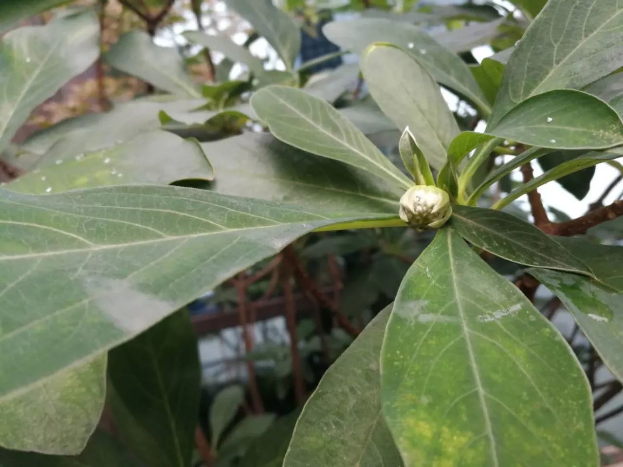 前几日在楼下看到几株结香树已经结了花蕾了,再过个半月或许叶子就该