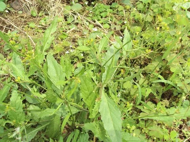 野葛菜是一种不可人工种植的野菜,又名:塘葛菜,江剪刀草,野油菜,焊菜