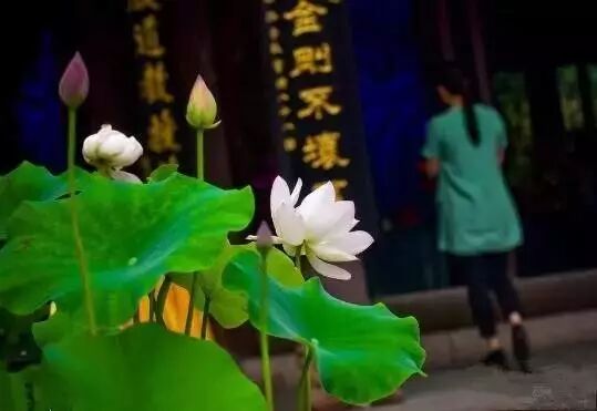 普法栏目剧莲花闹海堂全集_伦敦南岸艺术区_南岸区莲花堂