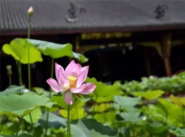 普法栏目剧莲花闹海堂全集_南岸区莲花堂_伦敦南岸艺术区