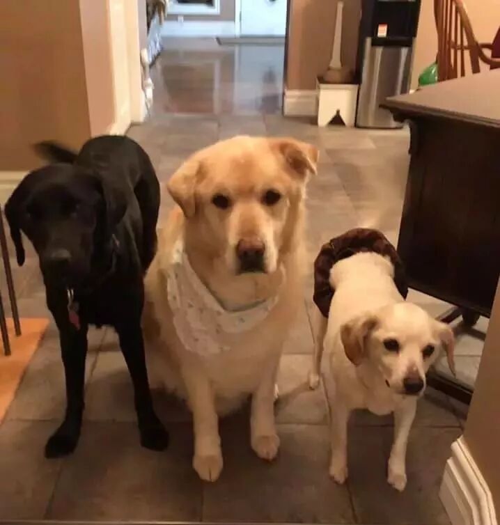 一年減90斤肉，這只太肥差點被安樂死的金毛，堪稱最勵志的狗界彭于晏！ 寵物 第15張