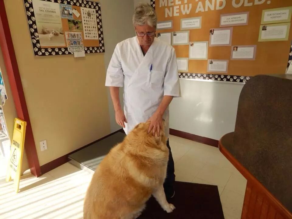 一年減90斤肉，這只太肥差點被安樂死的金毛，堪稱最勵志的狗界彭于晏！ 寵物 第9張