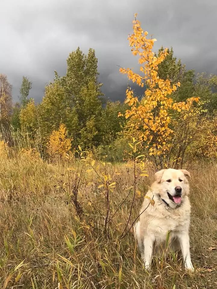 一年減90斤肉，這只太肥差點被安樂死的金毛，堪稱最勵志的狗界彭于晏！ 寵物 第33張