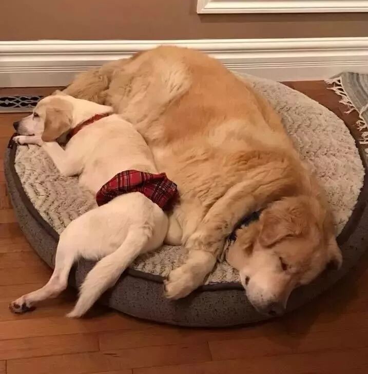 一年減90斤肉，這只太肥差點被安樂死的金毛，堪稱最勵志的狗界彭于晏！ 寵物 第11張