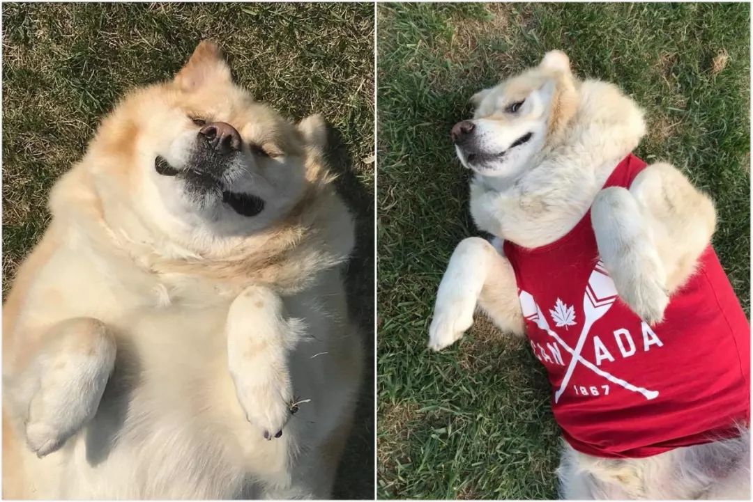 一年減90斤肉，這只太肥差點被安樂死的金毛，堪稱最勵志的狗界彭于晏！ 寵物 第5張