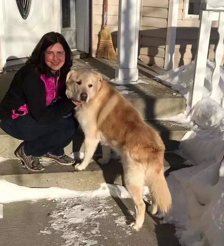 一年減90斤肉，這只太肥差點被安樂死的金毛，堪稱最勵志的狗界彭于晏！ 寵物 第31張