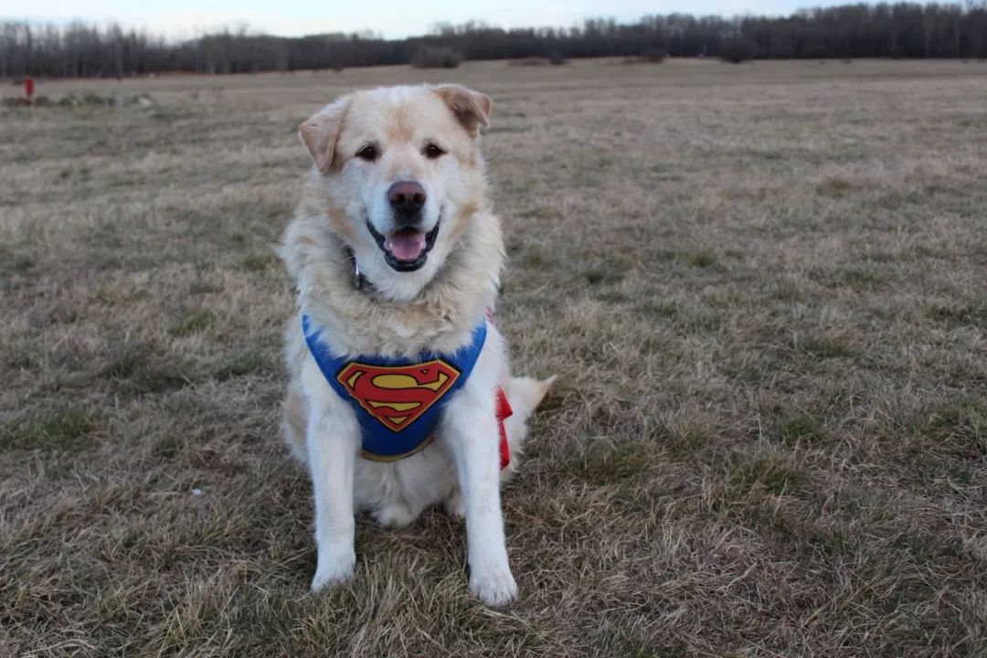 一年減90斤肉，這只太肥差點被安樂死的金毛，堪稱最勵志的狗界彭于晏！ 寵物 第32張