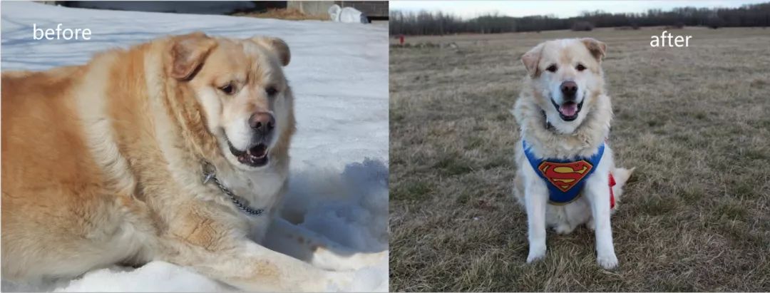 一年減90斤肉，這只太肥差點被安樂死的金毛，堪稱最勵志的狗界彭于晏！ 寵物 第4張