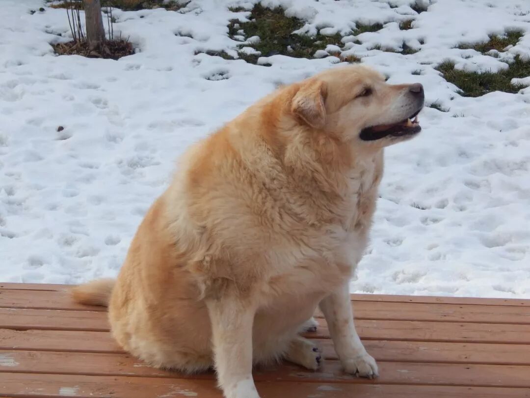 一年減90斤肉，這只太肥差點被安樂死的金毛，堪稱最勵志的狗界彭于晏！ 寵物 第3張