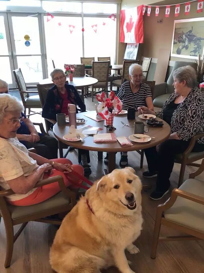 一年減90斤肉，這只太肥差點被安樂死的金毛，堪稱最勵志的狗界彭于晏！ 寵物 第30張