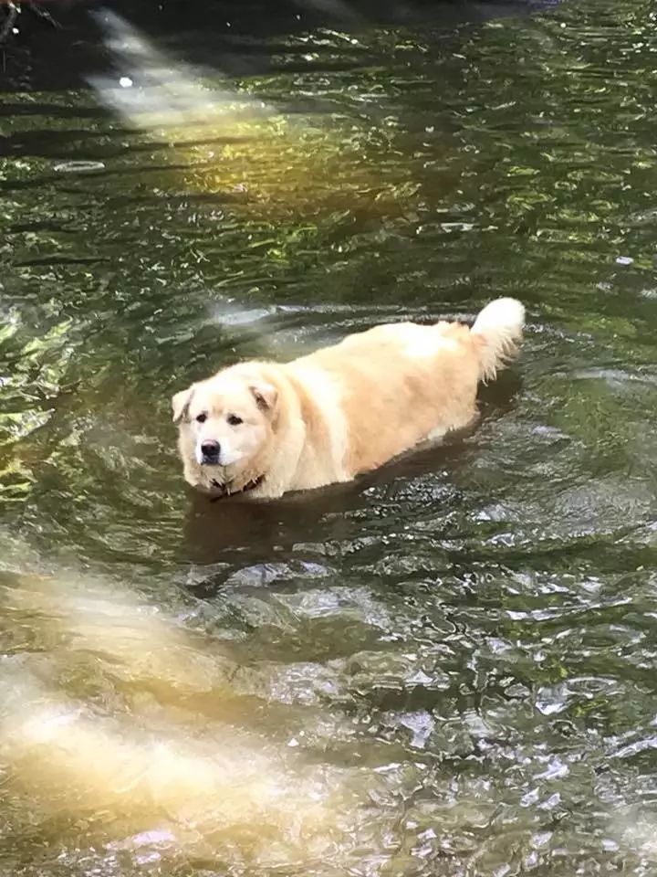 一年減90斤肉，這只太肥差點被安樂死的金毛，堪稱最勵志的狗界彭于晏！ 寵物 第21張