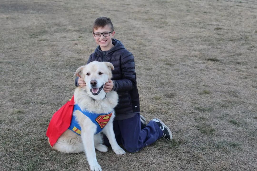 一年減90斤肉，這只太肥差點被安樂死的金毛，堪稱最勵志的狗界彭于晏！ 寵物 第27張