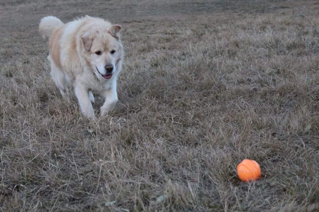 一年減90斤肉，這只太肥差點被安樂死的金毛，堪稱最勵志的狗界彭于晏！ 寵物 第20張