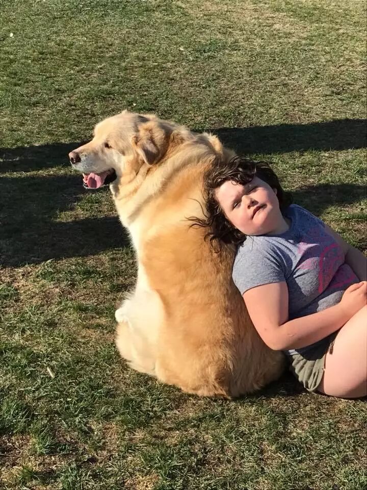 一年減90斤肉，這只太肥差點被安樂死的金毛，堪稱最勵志的狗界彭于晏！ 寵物 第28張