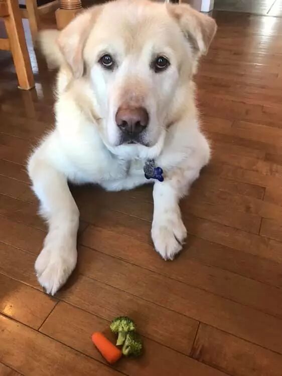 一年減90斤肉，這只太肥差點被安樂死的金毛，堪稱最勵志的狗界彭于晏！ 寵物 第14張