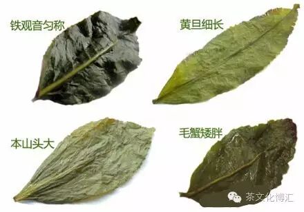 安溪铁观音色种茶介绍