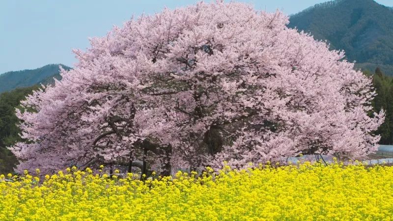 山口百惠、久石让…这些充满春天气息的日本歌,送给你