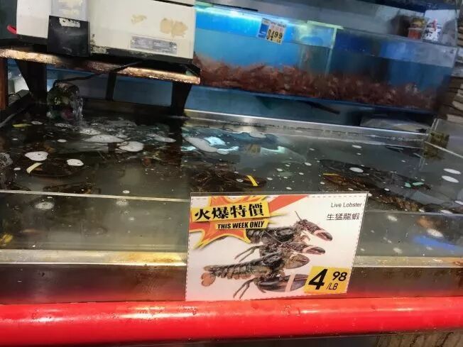 加拿大龙虾突然大降价！华人抢疯 1000多磅1天抢空 温哥华人要暴走