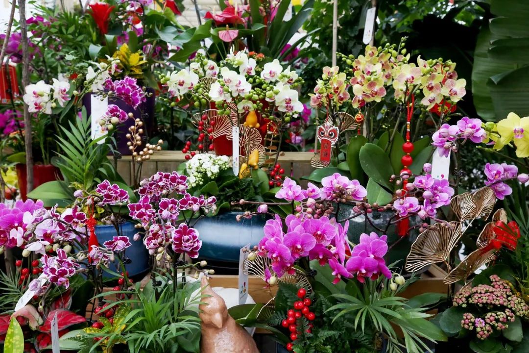 年宵花展在北京花卉交易中心,北京花乡花卉创意园,北京花乡花卉嘉年华