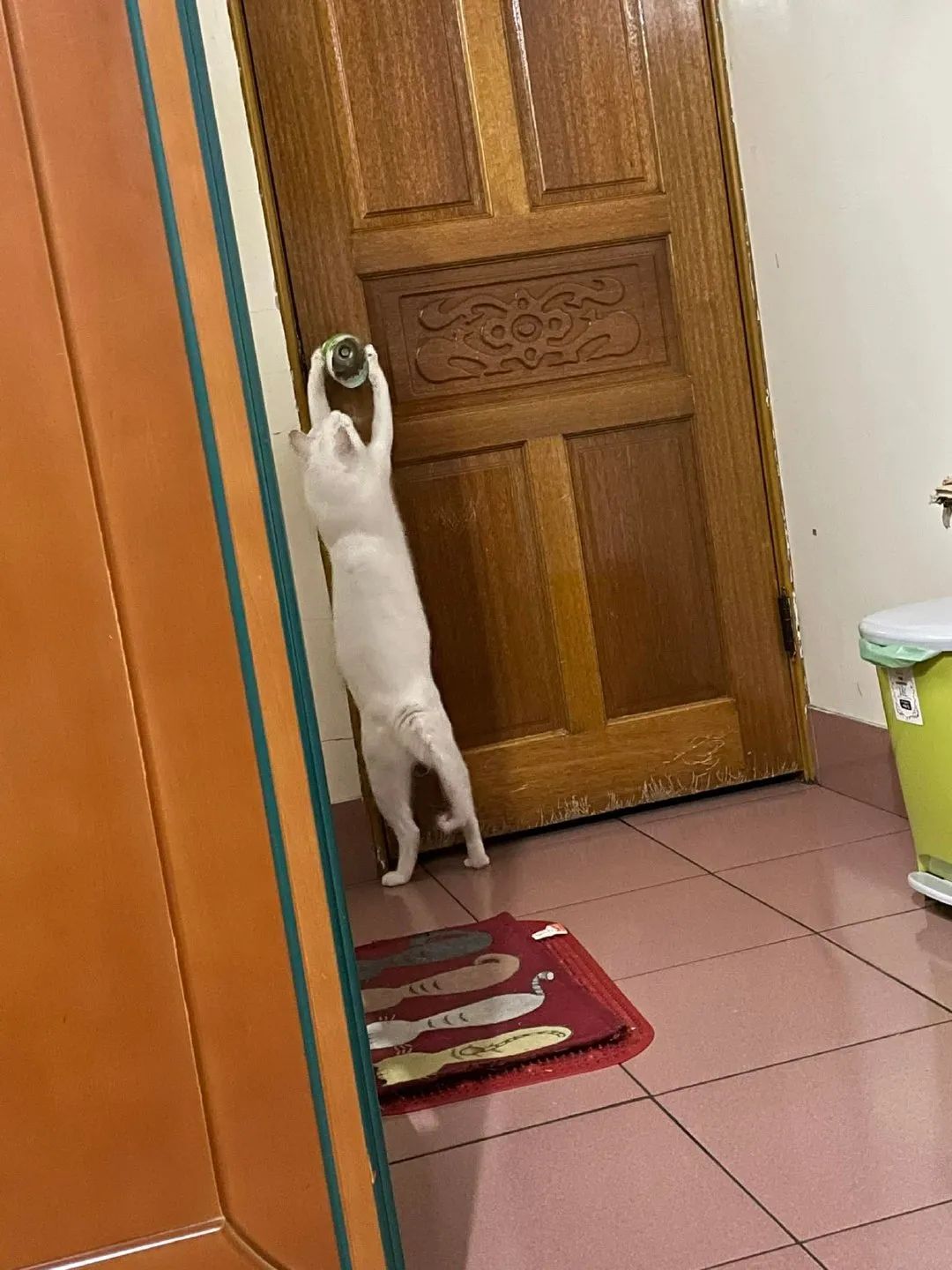 网友家的猫咪会自己开门，为了防止它偷跑出去玩，于是想了这个办法..