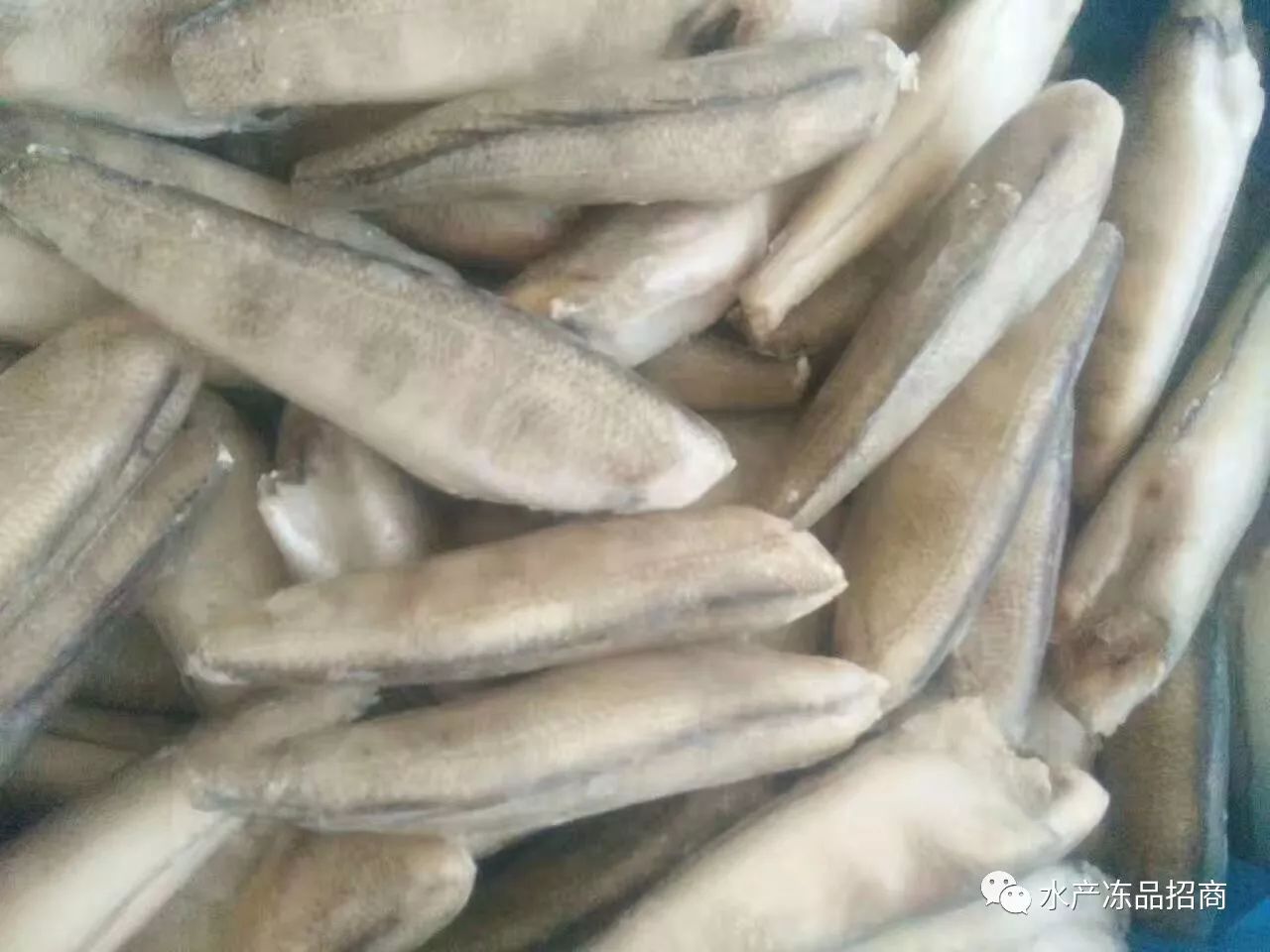 想找好带鱼找冻之鲜国产带鱼专卖