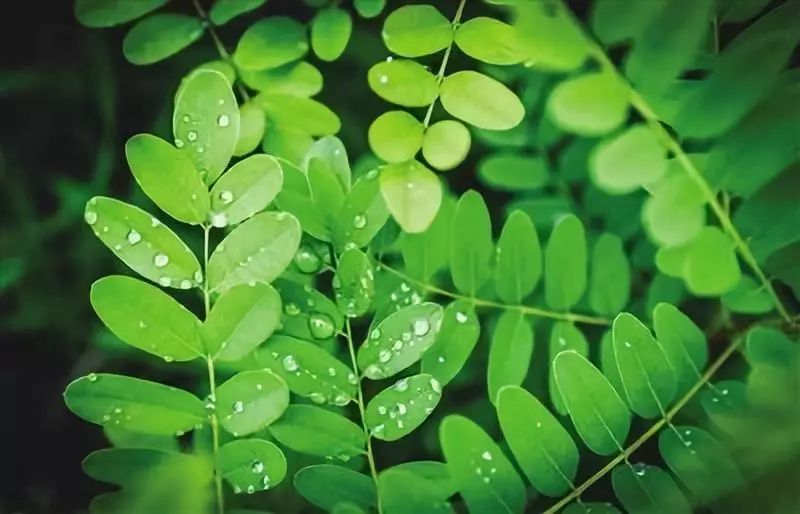 换个角度看青城,吉祥花鸟 青山绿水 最美的画卷就在身边