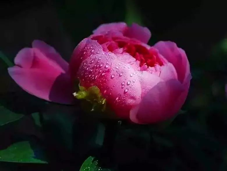 看牡丹何必东奔西走,来函谷关就对了!-广州鲜花销售