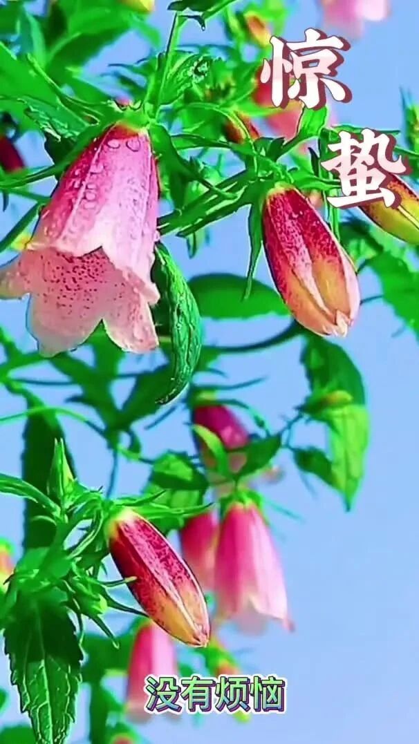 今日惊蛰来到，祝你好事不消，鸿运环绕！