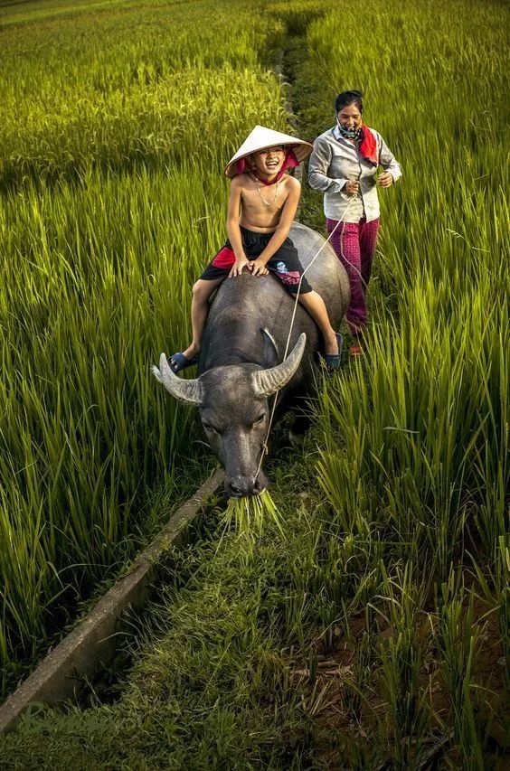 越南农耕生活