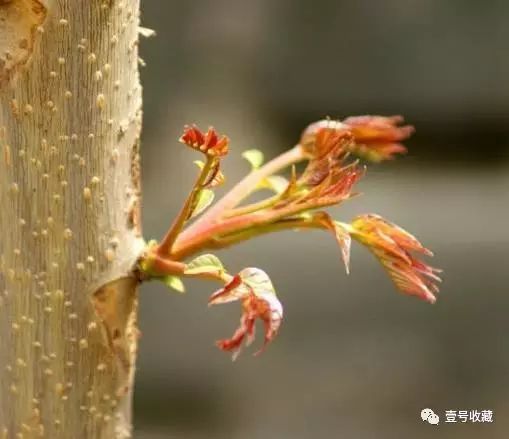 庭院花风水