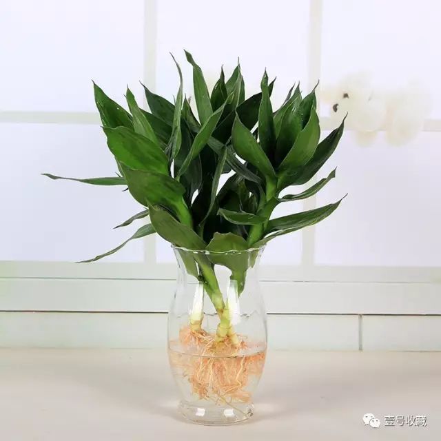 庭院花风水