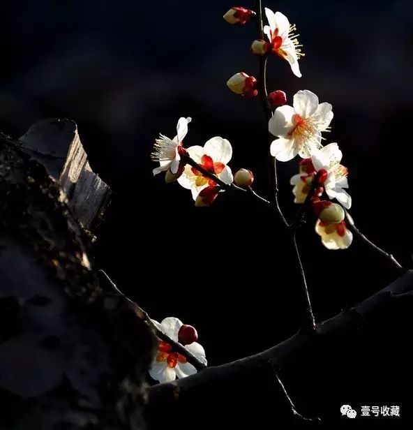 庭院花风水