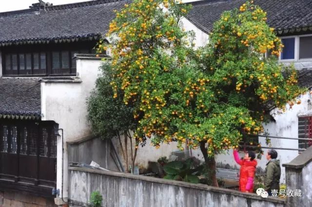 庭院花风水