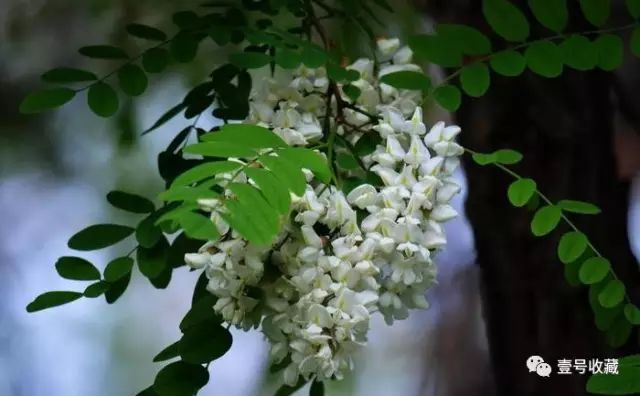 庭院花风水