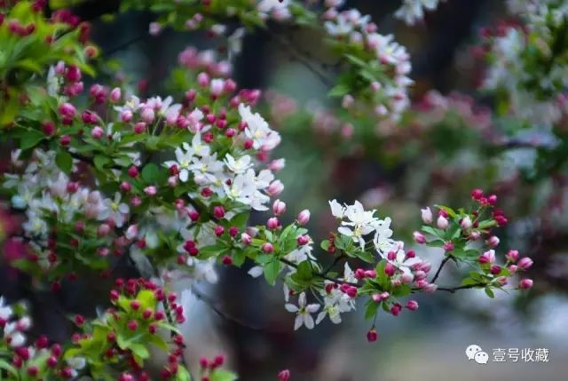 庭院花风水