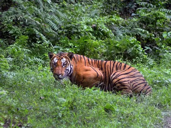 全世界范围内,野生老虎的数量这一百年来首次出现了增长.