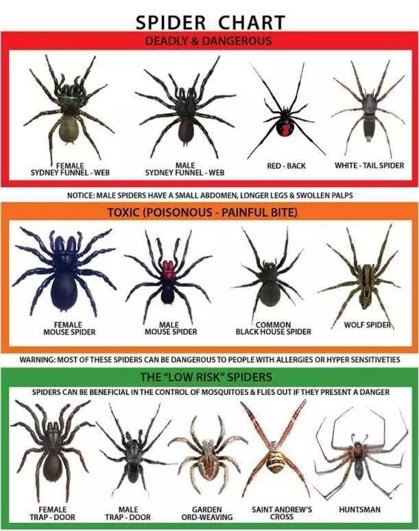 图,最毒的四种分别为:悉尼漏斗网蜘蛛(雌和雄),红背蜘蛛和白尾蜘蛛